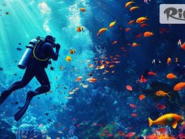 Специална оферта за Сертифициран водолазен курс SDI Open Water Scuba Diver /20 учебни часа теория и практика/ + международен сертификат, от Водолазен център Due